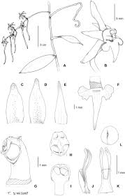 Image result for Nephrangis filiformis