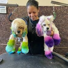 We are now in our new facility: Luxury Pet Spa Boutique Gets Creative With Clients New Hyde Park Herald Courier The Island Now