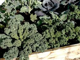 Best Vegetables To Plant In Your Spring Garden Portland Edible Gardens Raised Garden Beds Edible Landscaping And Vegetable Garden Help In Portland Or