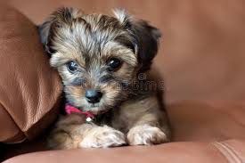 Maybe you would like to learn more about one of these? Cute Yorkie Shih Tzu Puppy With Red Boa Stock Image Image Of Tongue Great 108354259