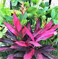We did not find results for: Cordyline Fruticosa Red Sister 200mm The Jungle Collective
