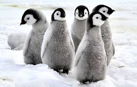 There are 3 ways you can. 10 Facts About Emperor Penguins National Geographic Kids