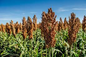 Image result for Sorghum
