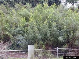 Image result for Flueggea