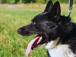 Image result for karelský medvědí pes