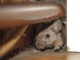 I use this spray for everyday kitchen cleanup. Mice In The House Nibble In The Kitchen Debugged