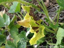 Vining pumpkins need at least 50 to 100 square feet per hill. How To Get Rid Of Squash Bugs Naturally Using Organic Control Methods