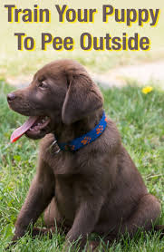 How To Train A Puppy To Pee Outside Puppy Facts Labrador Retriever Labrador