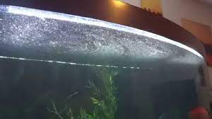 Just recently cycled the 64 litre tank (about four weeks). Fine White Stuff Floating On Top Of Aquarium Water Youtube