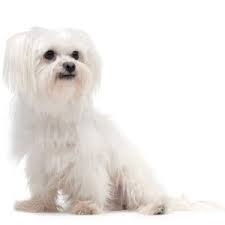 Mixing a maltese with a havanese creates a havamalt. Havanese Vs Maltese Complete Breed Comparison