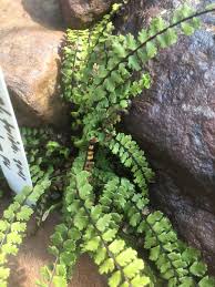 Asplenium Trichomanes Var Incisum 31 3 19 Farn