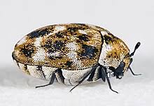Start studying integrated pest management (ipm). Museum Integrated Pest Management Wikipedia