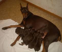 Doberman puppies for sale buffalo ny. Akc Doberman Puppies For Sale In Eden Valley Minnesota Classified Americanlisted Com
