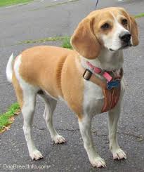 Beagle Dog Breed Information And Pictures