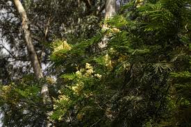 Image result for Acacia mearnsii