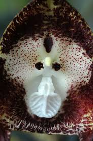 Dracula simia Luer | Alex in situ | Flickr