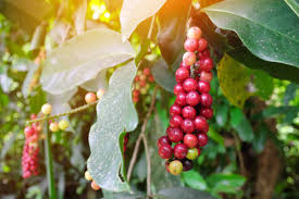 Image result for Antidesma