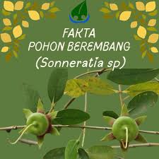 Image result for Sonneratia