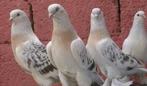 Ferdi Adli Kullanicinin Pigeon Turkesh Panosundaki Pin Guzel Kuslar Evcil Hayvanlar Hayvanlar