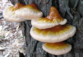 Image result for Ganoderma tsugae