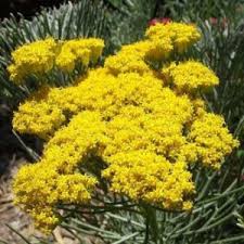 Image result for Phymaspermum