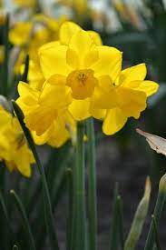 Mini Daffodil Quail Fragrant Flowers Daffodils Heather Gardens