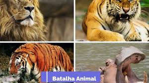 Leão do atlas era usado nos coliseus de roma pra enfrentar tigres e ursos mas não dá para saber pois nunca colocaram um tigre siberiano pra brigar com um leão do atlas e hoje infelismente ele esta extinto. Leao De Atlas E Do Cabo Tigre Siberiano E Tigre De Bengala E Sumatra Vs Hipopotamo Youtube