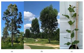Image result for Eucalyptus torelliana