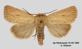 Image result for Photedes extrema