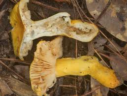 Image result for Russula flavida