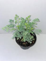 Image result for Ruta graveolens