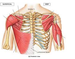 The scapular spine divides the posterior aspect of the scapula into the supraspinatus fossa (above) and the infraspinatus fossa (below). Posterior Shoulder Joint Muscles Quiz