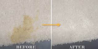 How To Get Dog Urine Stain Smell Out Of Carpet Uk 2022