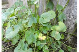 Image result for Centella asiatica