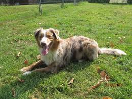 Australian shepherd charakter australischer schäferhund neue bücher hunde rassen wissenswertes welpen erziehung tiere australian shepherds. Akito Wirbelwind Sucht Neues Zu Hause Tierheim Moers