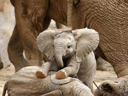Like humans, baby elephants are dependent on their mothers for a long time. How The Biggest Babies In The Animal Kingdom Compare
