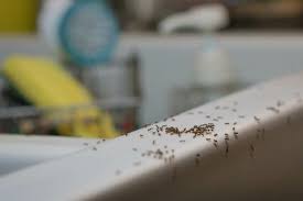 Ants — almost every homeowner has had to deal with these tiny, numerous pests at some. How To Get Rid Of Ants Around Your Kitchen Sink Easy