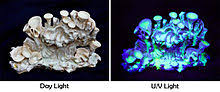 Uranium glass is a special type of glassware made with uranium oxides to give it a nice green color. Uranium Wikipedia