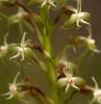 Image result for Habenaria galactantha