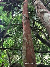 Image result for Margaritaria