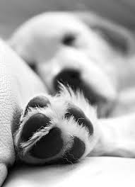 Untitled Just A Shot I Liked From The Other Day Sophie Me Flickr Albinoanimal Animalsplanet Blackandwhitea In 2020 Mit Bildern Hunde Fotos Hundefotos Tierfotografie