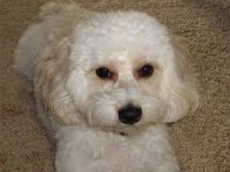 Why are puppies so expensive? Cavachon Breed Info The Cavachon Cove