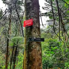 Visitors may not be aware that this lush jungle was once an abandoned rubber estate. Gasing Hill The Best Place For Hiking In Kuala Lumpur