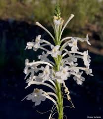 Image result for Chascanum