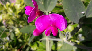 Check spelling or type a new query. 7 Fast Growing Flowers For Your Garden Best Summer Flower Seeds