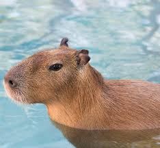 Community Post 21 Times Sweetie The Capybara Was Such A Dang Ray Of Sunshine Capybara Cute Animals Animals