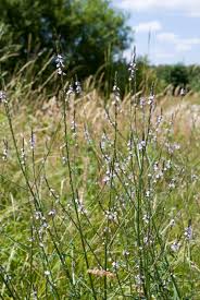 Image result for foto verbena