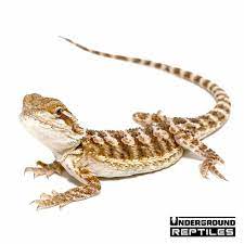 Individuals measuring up to 18 in (45 cm) are commonly found while there have been occasional discoveries of 20 in (50 cm. Baby Bearded Dragons For Sale Underground Reptiles