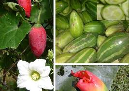 Pin On Vegetables Benefits