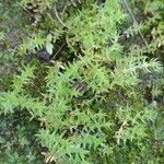 Image result for Crassula schimperi